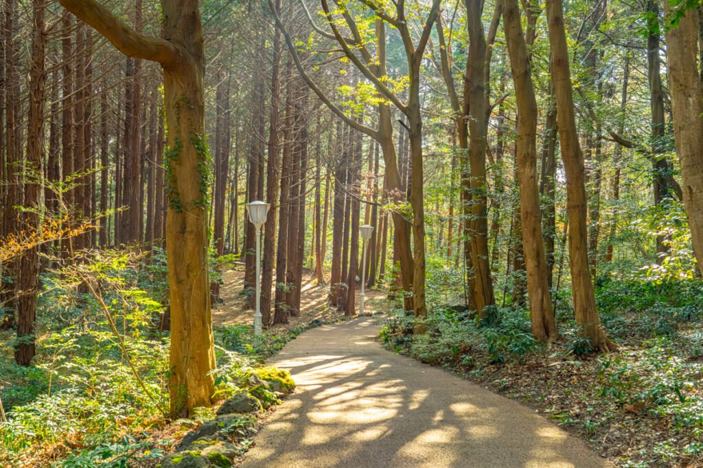 Morning light filtering through hinoki cypress trees in Haeam Forest, with a visible walking path