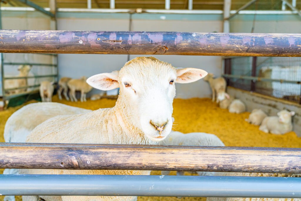 heep grazing at Supsori Park meadow Geoje spring travel destination
