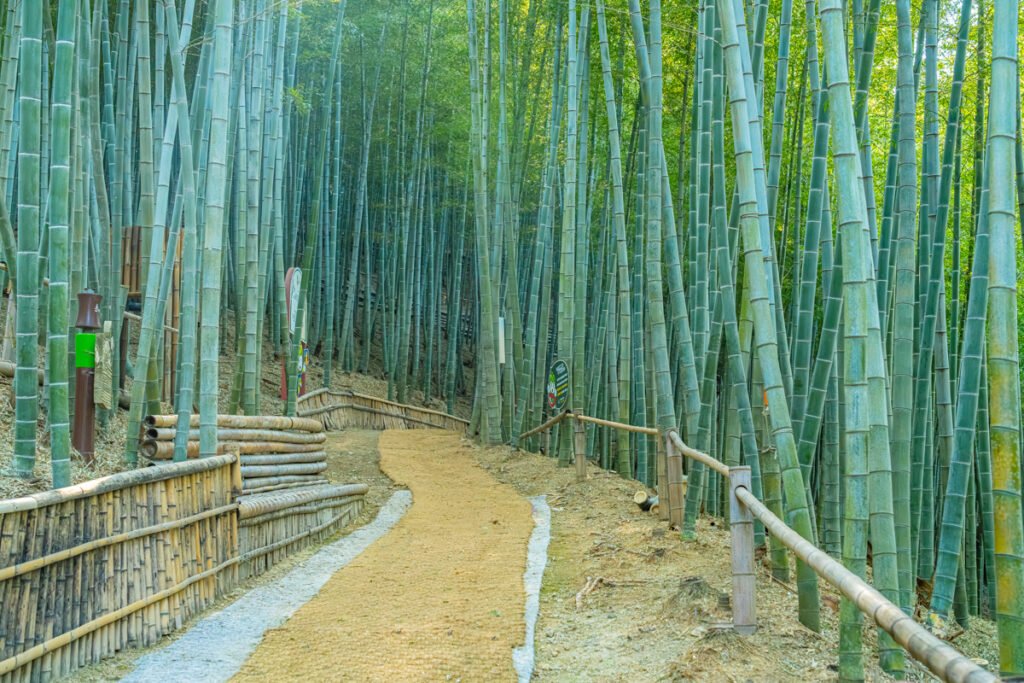 Maengjonguk bamboo forest trail Geoje spring travel Sony a7R4 natural light
